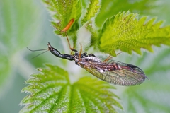Phaeostigma