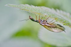Phaeostigma