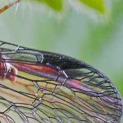 Phaeostigma