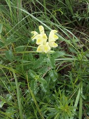 Scutellaria caucasica
