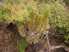 Dracophyllum pearsonii