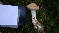 Cortinarius laniger