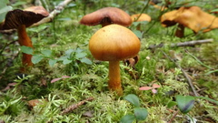 Aureonarius limonius