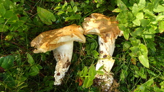 Cortinarius crassus