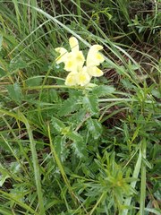 Scutellaria caucasica
