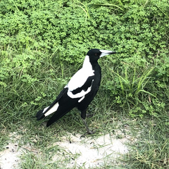 Gymnorhina tibicen dorsalis