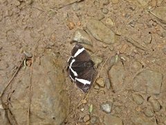Leucomelas juvenilis