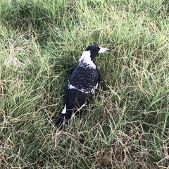 Gymnorhina tibicen dorsalis