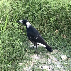 Gymnorhina tibicen dorsalis