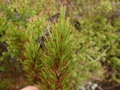 Dracophyllum pearsonii