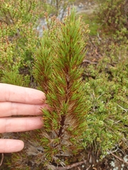 Dracophyllum pearsonii