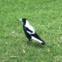 Gymnorhina tibicen dorsalis