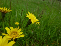 Leontodon hispidus hispidus