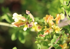 Chamaecytisus hirsutus