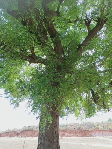 Neem