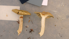 Cortinarius subtortus