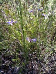 Calectasia intermedia