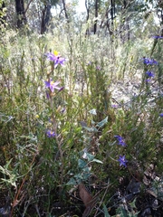 Calectasia intermedia