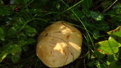 Cortinarius crassus