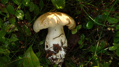 Cortinarius crassus