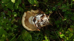 Cortinarius crassus