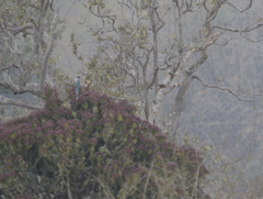 Psittacula columboides