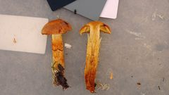 Aureonarius limonius