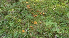 Aureonarius limonius