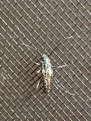 Anthophylax attenuatus