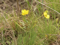 Ranunculus polyrhizos