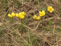 Ranunculus polyrhizos