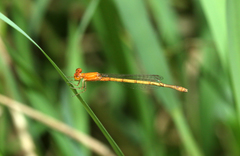 Agriocnemis pieris