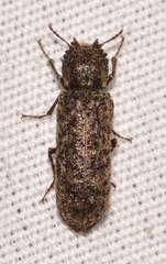 Lichenophanes bicornis