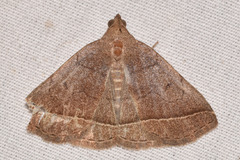 Zanclognatha obscuripennis