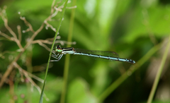 Agriocnemis pieris