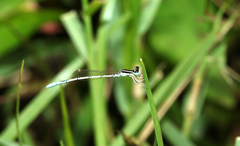 Agriocnemis pieris