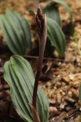 Cremastra appendiculata variabilis