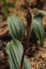 Cremastra appendiculata variabilis