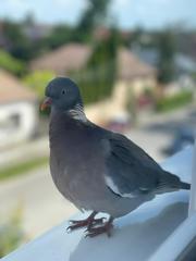 Columba palumbus