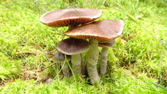 Cortinarius evernius