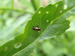 Phyllotreta dilatata