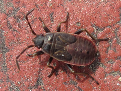 Pyrrhocoris