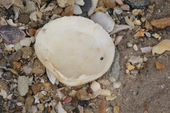 Pseudarcopagia decora