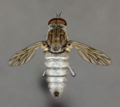 Anabarhynchus arenarius