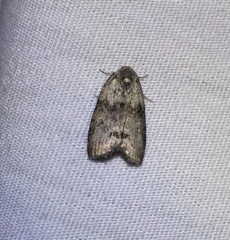 Polygrammate cadburyi