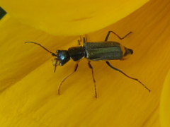 Cordylepherus sibiricus