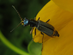 Cordylepherus sibiricus