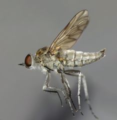 Anabarhynchus arenarius