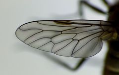 Anabarhynchus arenarius