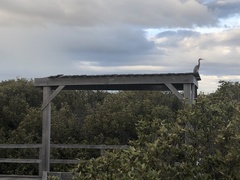 Egretta novaehollandiae